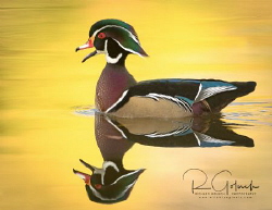 Reflection of a Wood Duck drake. by Richard Goluch 